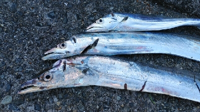 朝マヅメむこいち