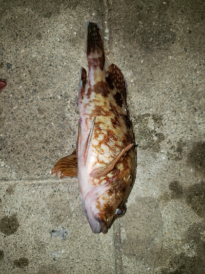 昨日のリベンジ(^-^)