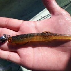 2019年11月9日津風呂湖釣行