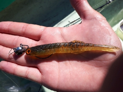 2019年11月9日津風呂湖釣行