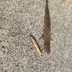 あかんかったー(泣)