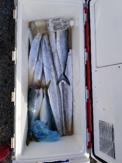 まだまだいける。