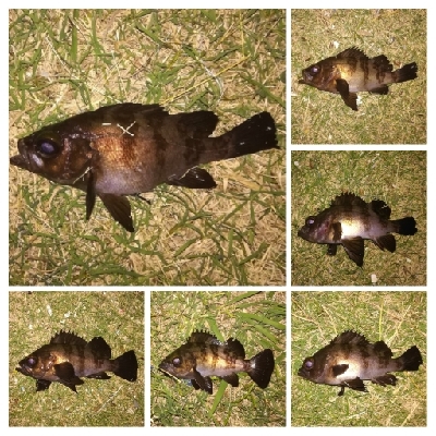 アジンガー1840〜2025