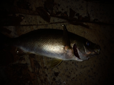 爆風の隠岐の島