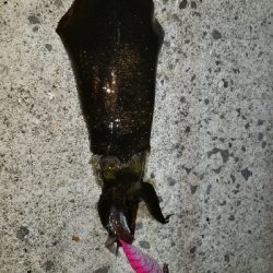 エギでガッシー