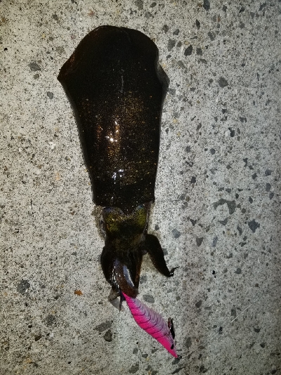 エギでガッシー