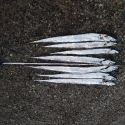 タチウオと大サバ