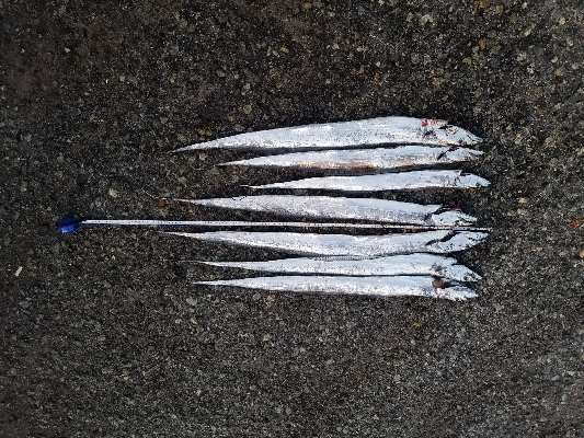 タチウオと大サバ