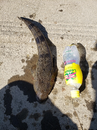 ハゼ狙いが(笑)