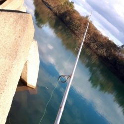 紀の川川辺ワンド釣行