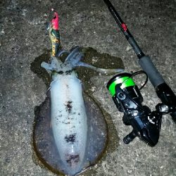 時合い狙いで。