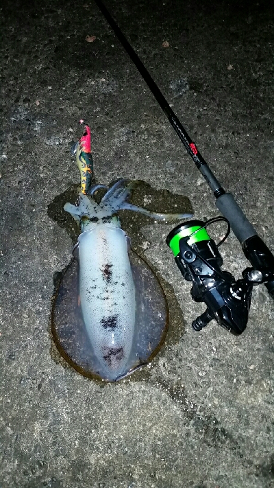 時合い狙いで。