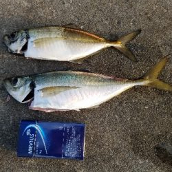 タチウオからの青物