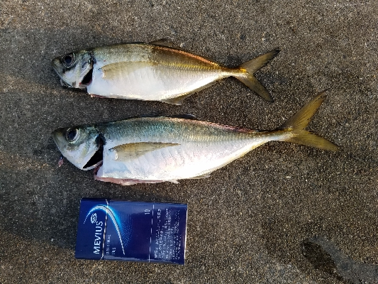 タチウオからの青物