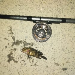 チビカサゴ大漁