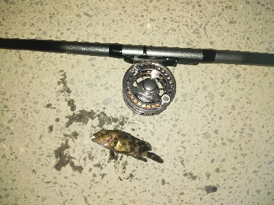 チビカサゴ大漁