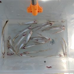 今期初ワカサギ釣り苦戦