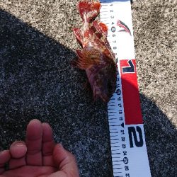 カレイじゃなく!?