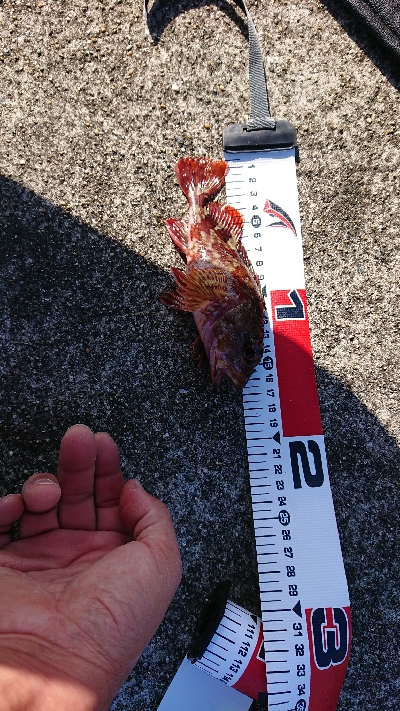 カレイじゃなく！？