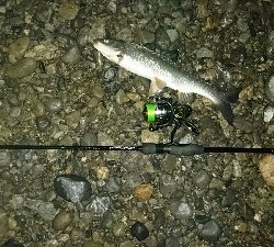 リバーシーバス