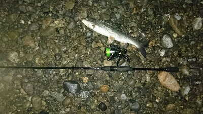 リバーシーバス