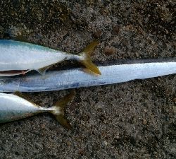 ハマチ２匹と太刀魚1匹