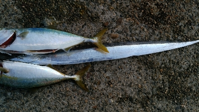 ハマチ２匹と太刀魚1匹
