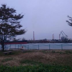 2日連続サヨリフィーバー