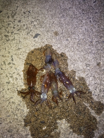 ライトエギングでまさかの…