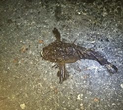 ヘチ釣り 夜の部