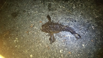 ヘチ釣り 夜の部