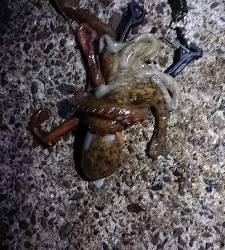 アオリイカとタコ?