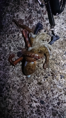 アオリイカとタコ？