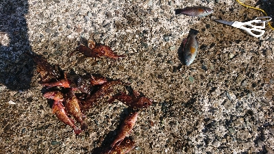 日帰り旅行ついでに