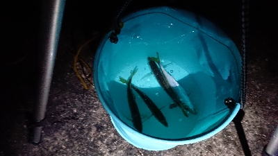 太刀魚狙ったのに