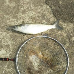 団子釣りでクロダイ狙い