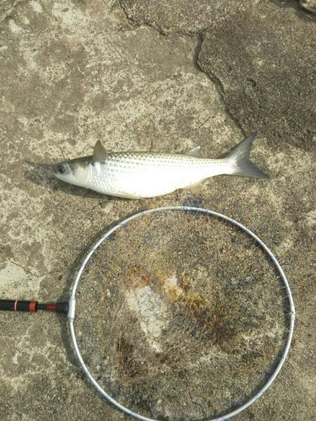 団子釣りでクロダイ狙い