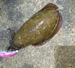 アオリイカ コウイカ