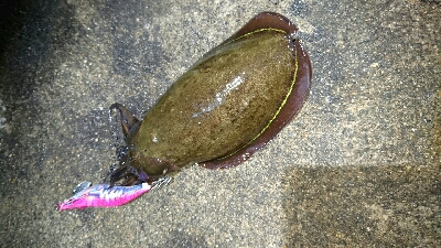 アオリイカ  コウイカ