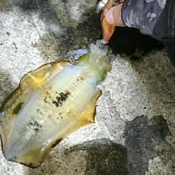 アオリイカ   コウイカ