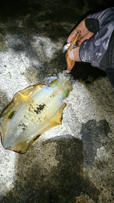 アオリイカ   コウイカ