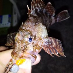 アジ釣りたくて。