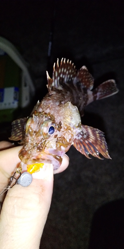 アジ釣りたくて。