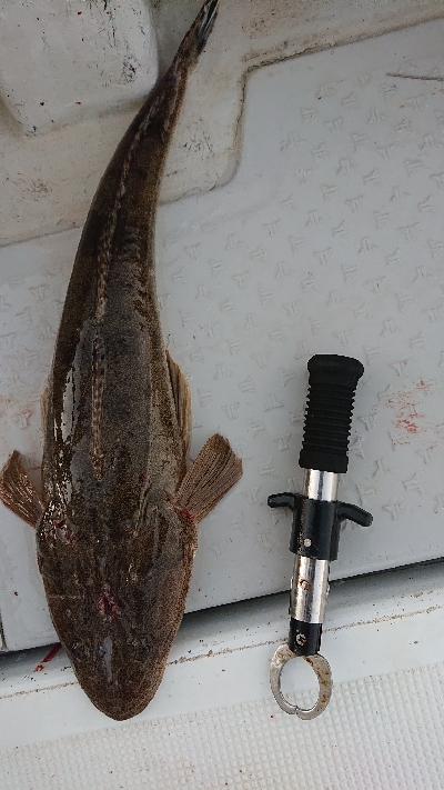 ボートエギング！