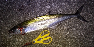 エエ感じの1時間