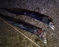 ルアーだけに反応？