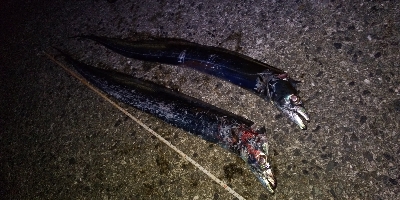 ルアーだけに反応？