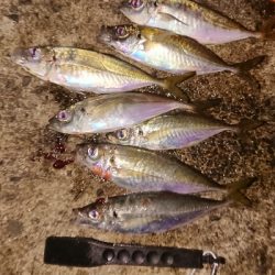 予定外のアジング良型連発