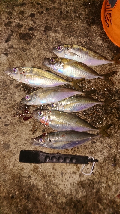 予定外のアジング良型連発