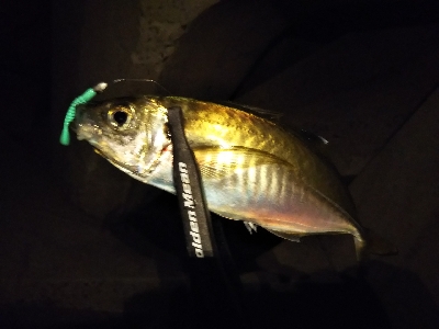 狙いにハマった釣り